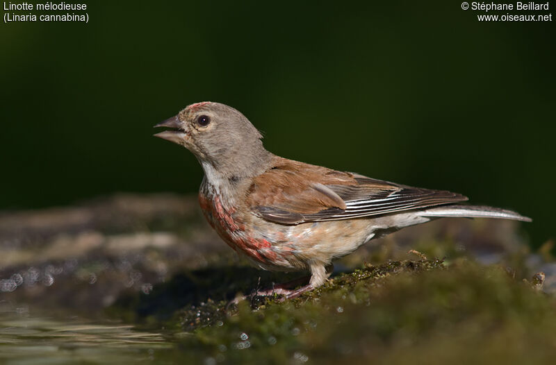 Linotte mélodieuse