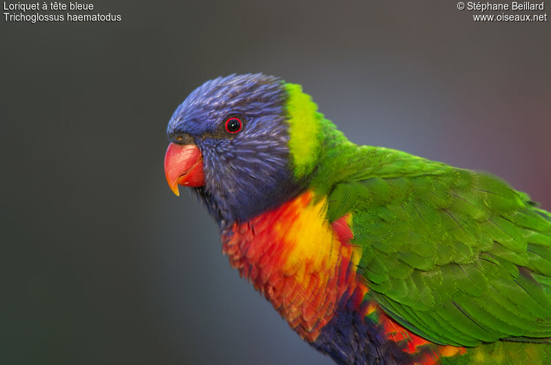 Coconut Lorikeet