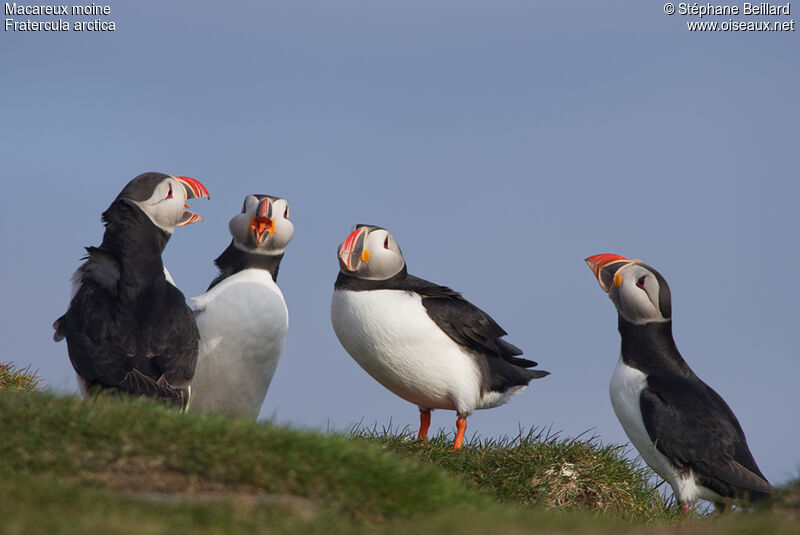 Atlantic Puffinadult