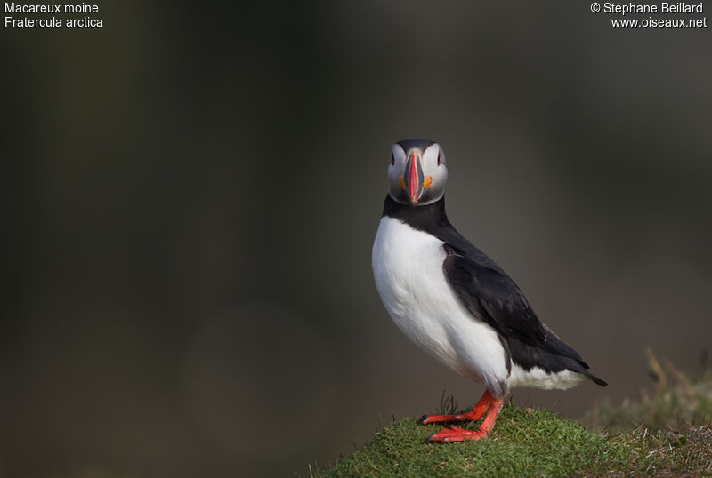 Atlantic Puffinadult