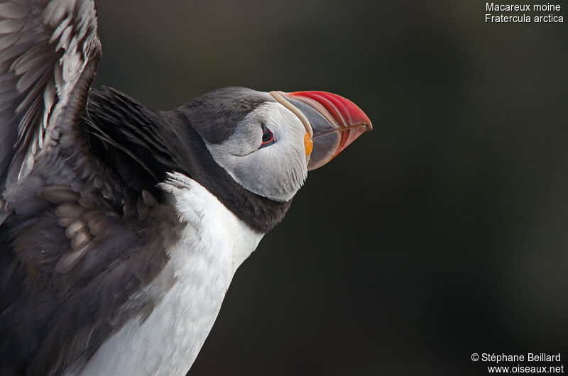 Atlantic Puffinadult