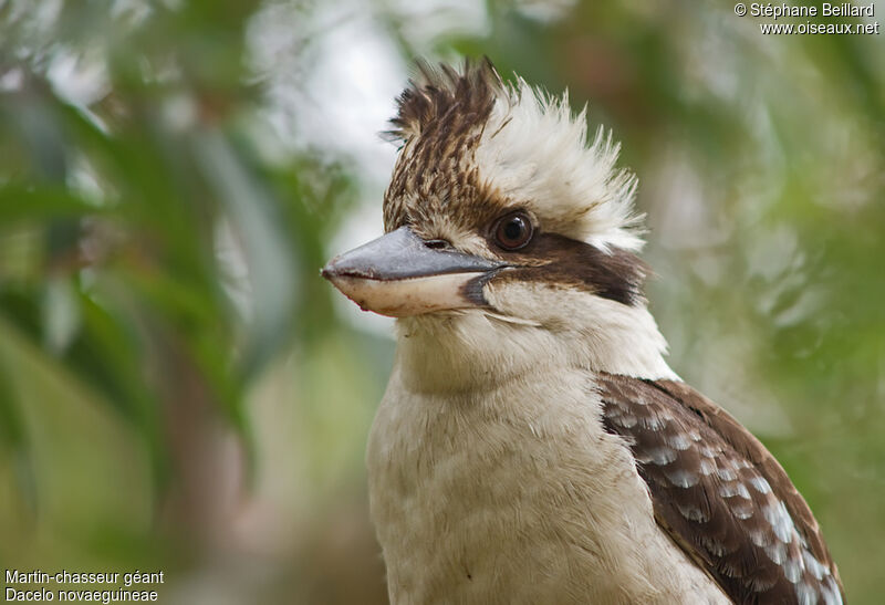 Laughing Kookaburra