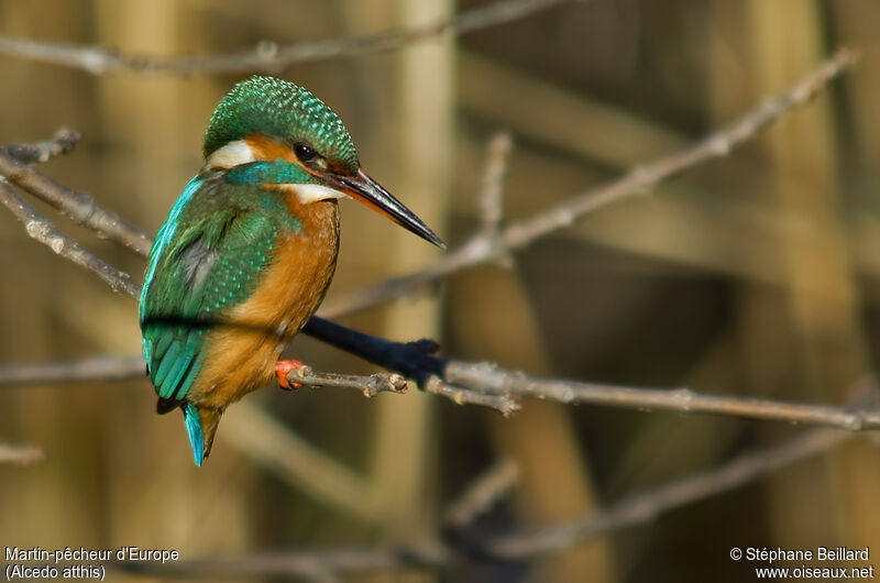 Common Kingfisher