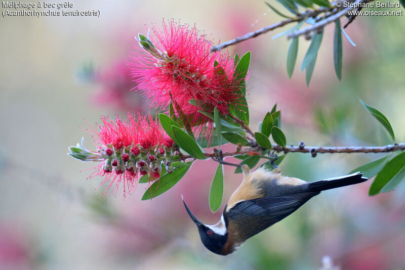 Eastern Spinebill