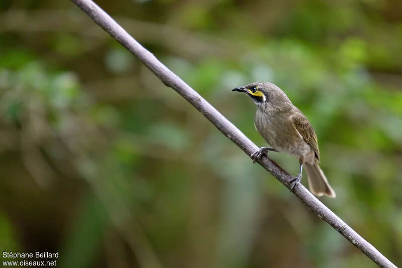 Yellow-faced Honeyeateradult