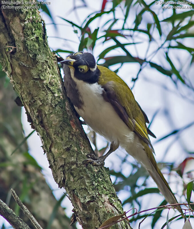 Blue-faced Honeyeaterimmature