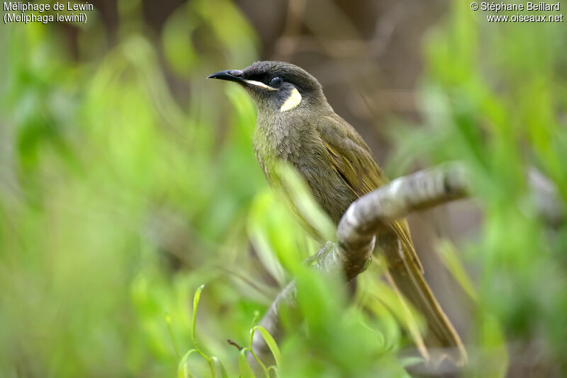 Lewin's Honeyeater