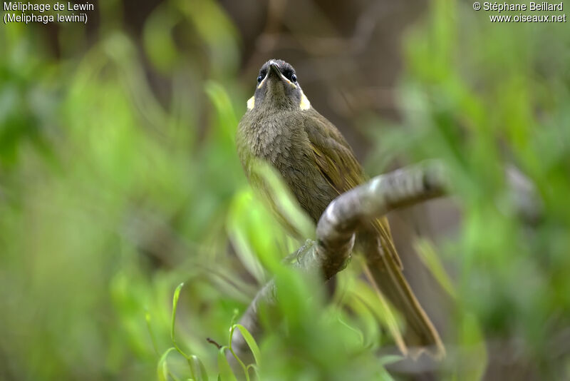 Lewin's Honeyeater