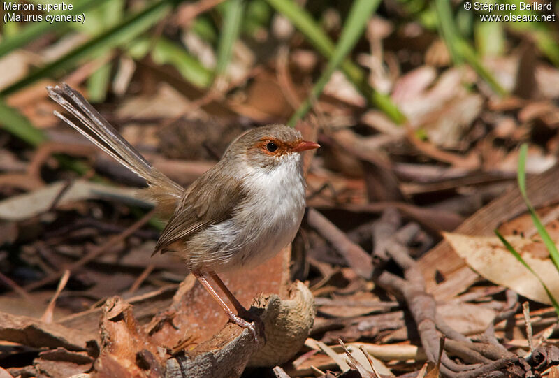 Superb Fairywren female adult