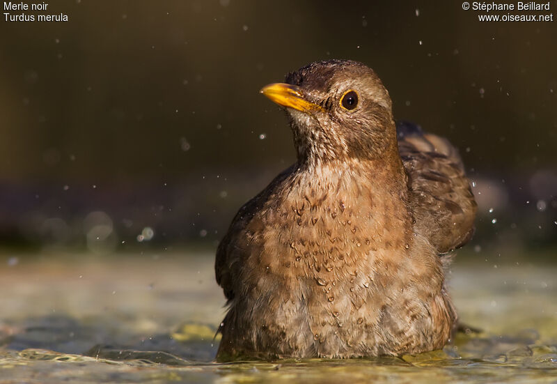 Common Blackbird female adult