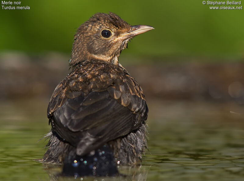 Common Blackbirdjuvenile