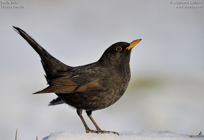 Common Blackbird male adult