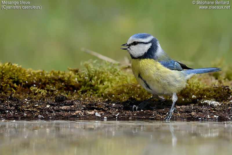 Eurasian Blue Tit