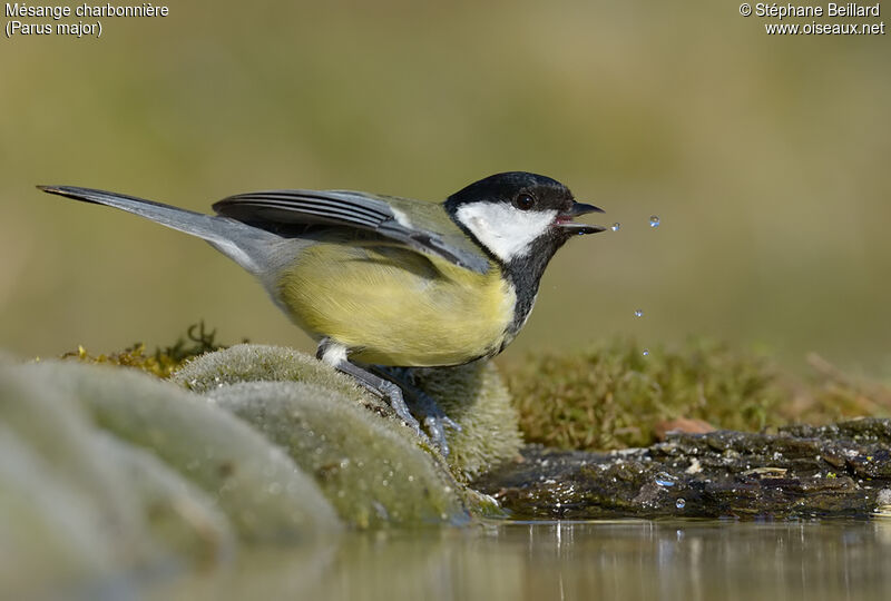 Great Tit