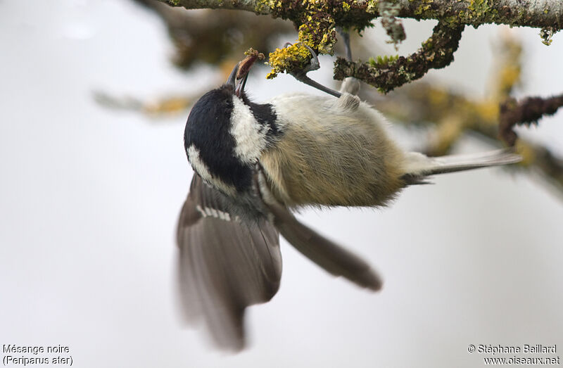 Coal Tit