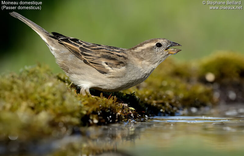 Moineau domestique femelle adulte