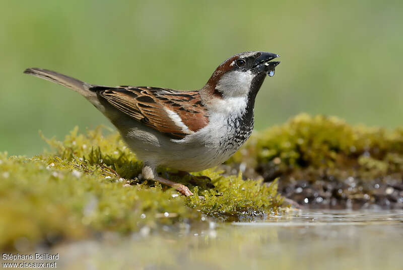 House Sparrow male adult, drinks