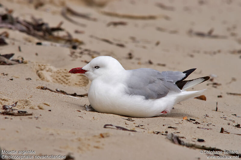 Mouette argentée