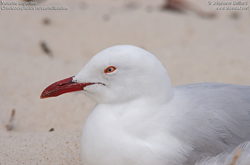 Silver Gull