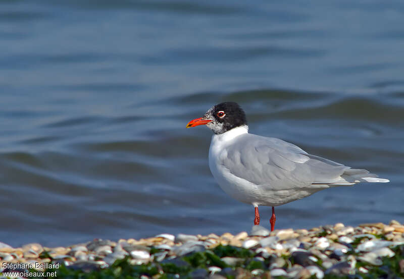 Mouette mélanocéphaleadulte transition, identification