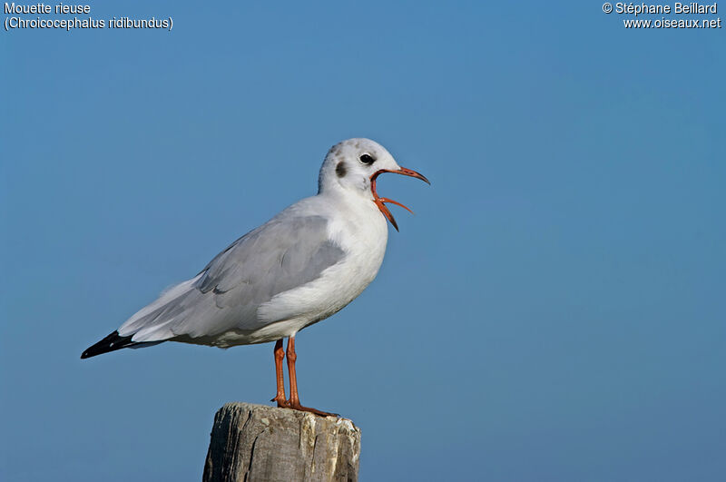 Black-headed Gull