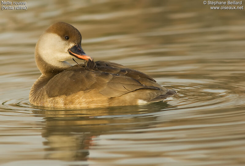 Red-crested Pochard female adult breeding