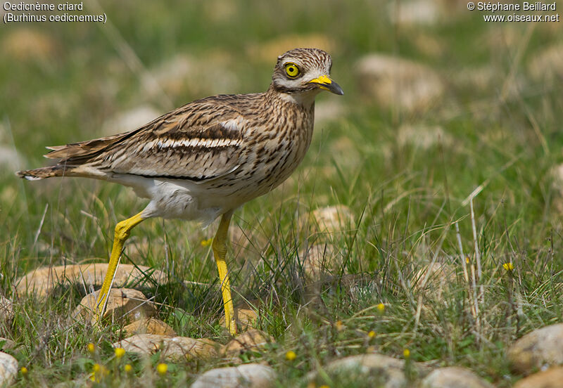 Eurasian Stone-curlew