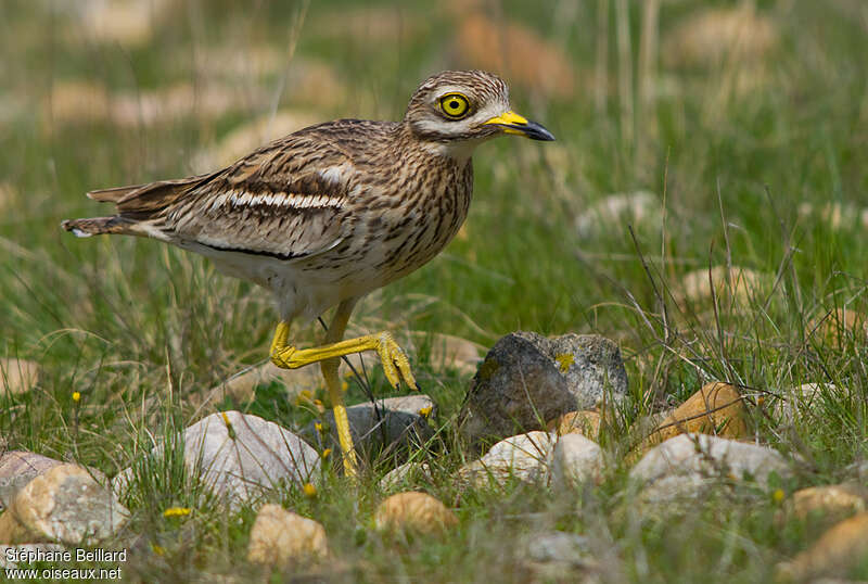 Oedicnème criardadulte nuptial, identification