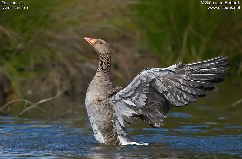 Greylag Goose