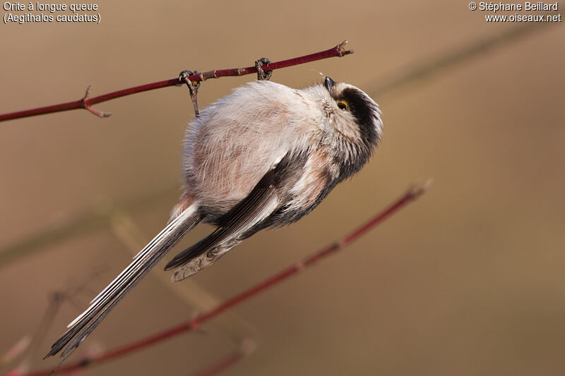 Long-tailed Tit