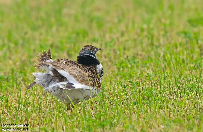 Little Bustard male adult breeding, Behaviour