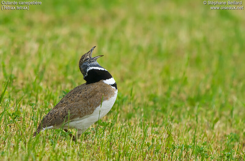 Little Bustard male adult breeding