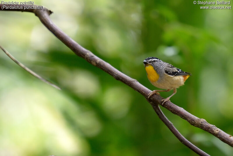 Pardalote pointillé