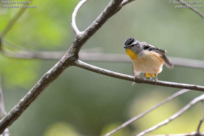 Spotted Pardalote