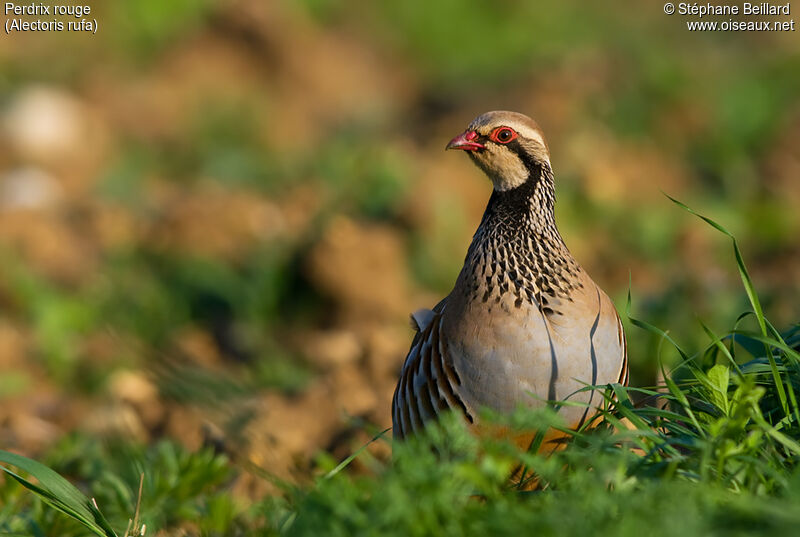 Red-legged Partridge