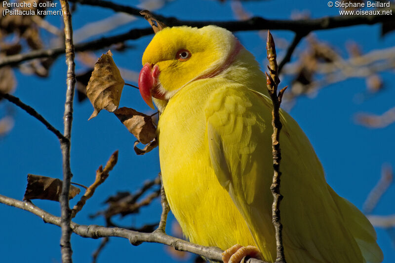 Rose-ringed Parakeet