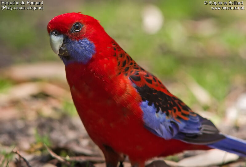 Crimson Rosella