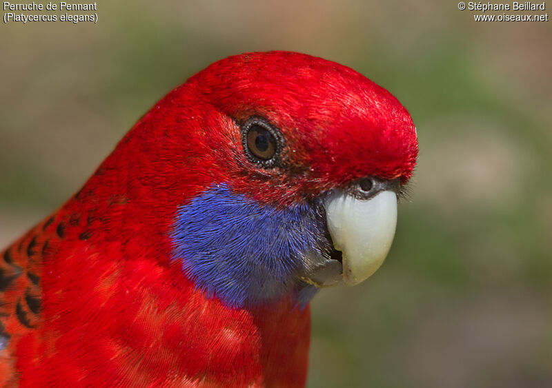 Perruche de Pennant