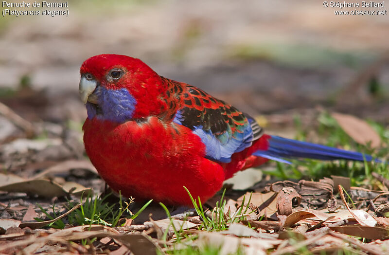 Crimson Rosella