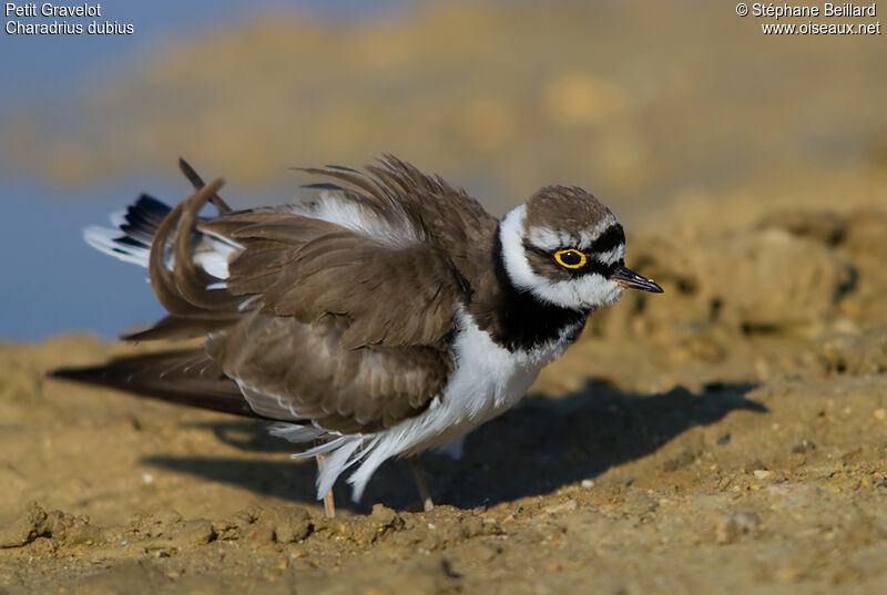 Little Ringed Ploveradult