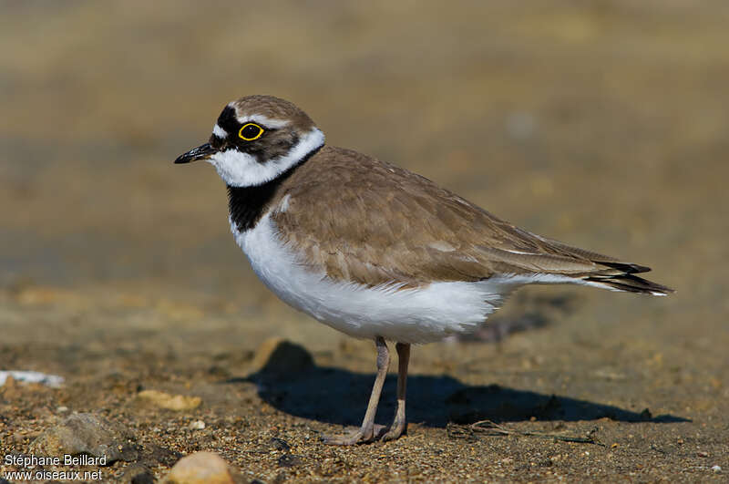 Little Ringed Plover female adult breeding, identification