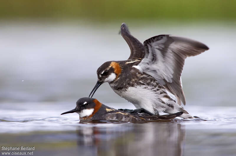 Red-necked Phalaropeadult breeding, mating.