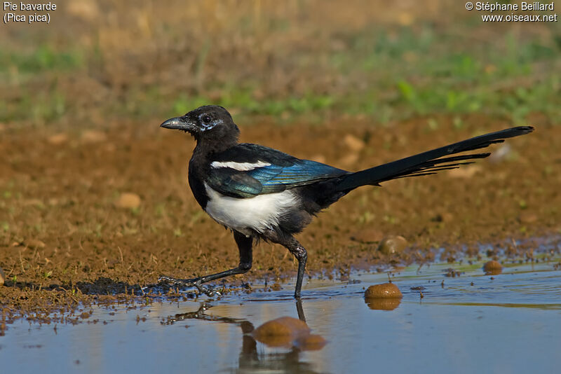 Eurasian Magpiejuvenile