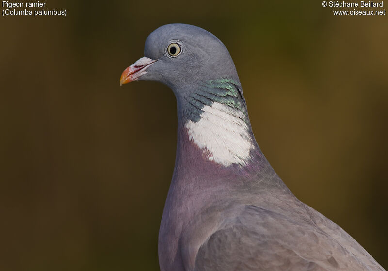 Pigeon ramieradulte