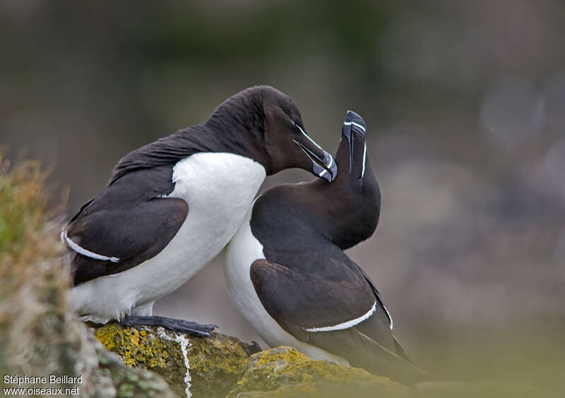 Razorbilladult breeding, Reproduction-nesting, Behaviour