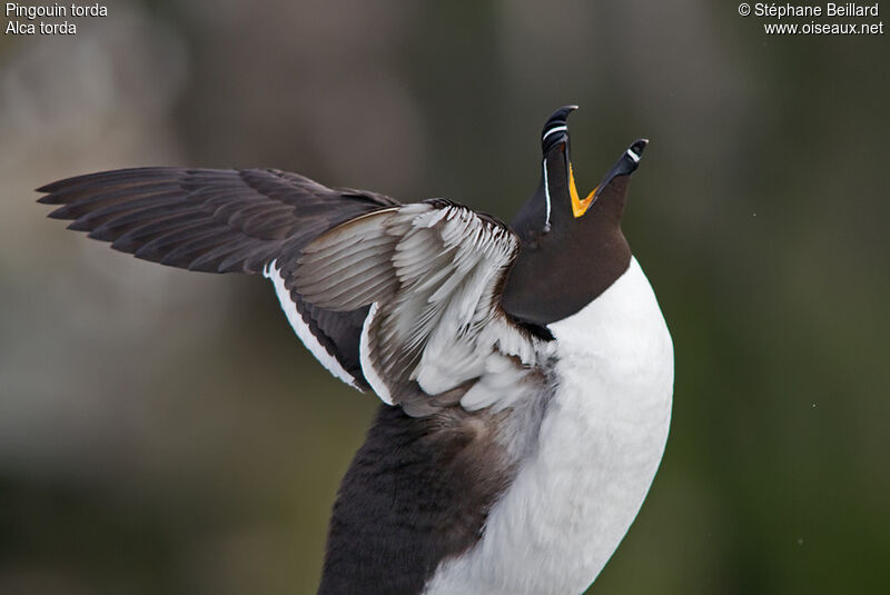 Razorbill