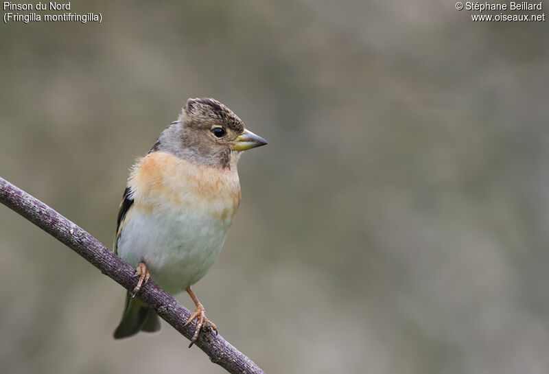 Brambling female