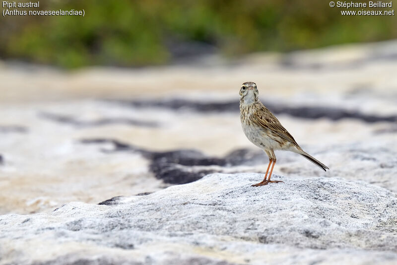 New Zealand Pipit