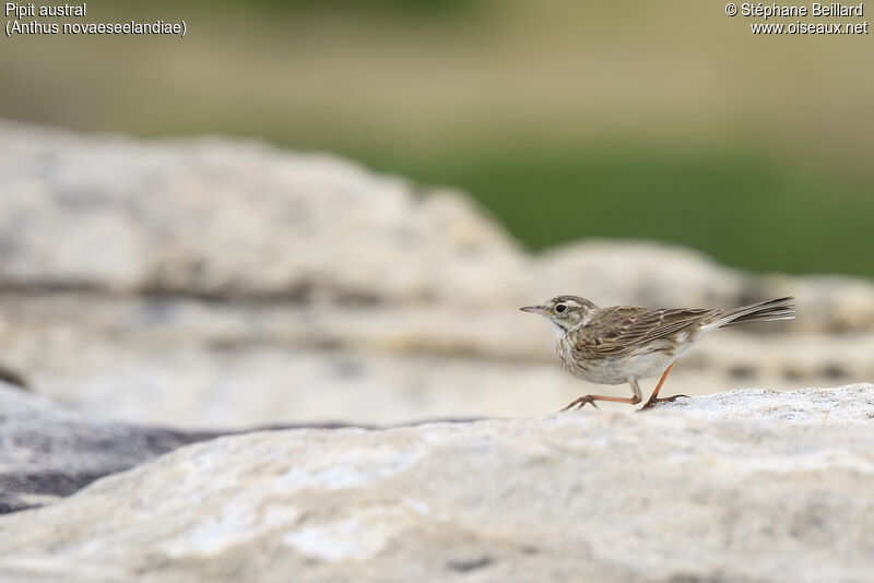 New Zealand Pipit