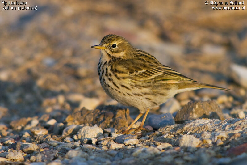 Meadow Pipit